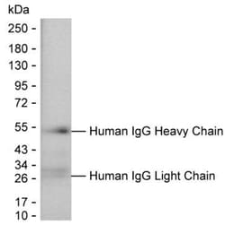Invitrogen Human IgG Monoclonal Antibody (3F3) 100 &mu;g; Unconjugated:Antibodies,