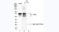 Invitrogen Fibrinogen Monoclonal Antibody (KT10) 100 &mu;L | Buy Online | Invitrogen&trade; | Fisher Scientific