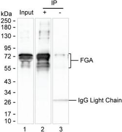 Invitrogen Fibrinogen alpha chain Monoclonal Antibody (KT9) 100 &mu;g;