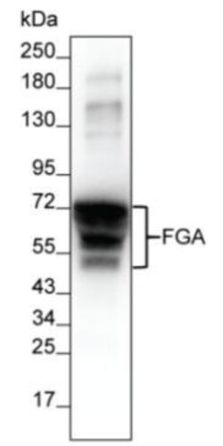 Invitrogen Fibrinogen alpha chain Monoclonal Antibody (KT9) 100 &mu;g;