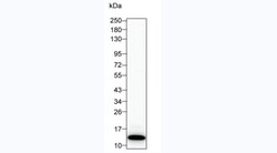 Invitrogen G-CSF Monoclonal Antibody (KT26) 100 &mu;g; Unconjugated:Antibodies,