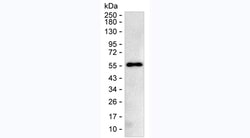 Invitrogen CTLA-4 Monoclonal Antibody (KT50) 100 &mu;g; Unconjugated:Antibodies,