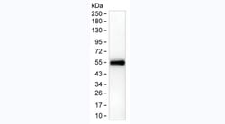 Invitrogen CTLA-4 Monoclonal Antibody (KT56) 100 &mu;L | Buy Online | Invitrogen&trade; | Fisher Scientific