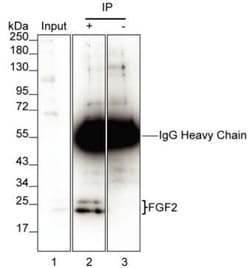 Invitrogen FGF2 Monoclonal Antibody (KT49) 100 &mu;g; Unconjugated:Antibodies,