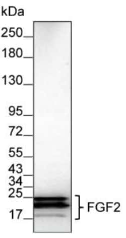 Invitrogen FGF2 Monoclonal Antibody (KT49) 100 &mu;g; Unconjugated:Antibodies,