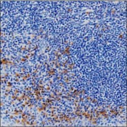 Invitrogen Human IgG Monoclonal Antibody (KT47) 100 &mu;g; Unconjugated:Antibodies,