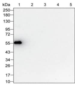 Invitrogen Human IgG Monoclonal Antibody (KT47) 100 &mu;g; Unconjugated:Antibodies,