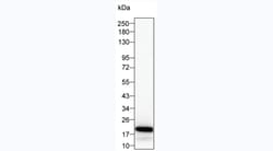 Invitrogen IL-11 Monoclonal Antibody (KT62) 100 &mu;L; Unconjugated:Antibodies,