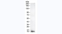 Invitrogen EGF Monoclonal Antibody (KT57) 100 &mu;g; Unconjugated:Antibodies,