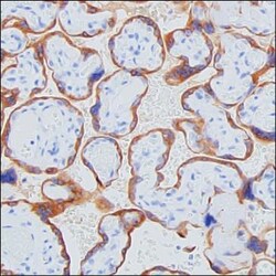 Growth Hormone Monoclonal Antibody (KT19), Invitrogen 100 &mu;g; Unconjugated:Antibodies,