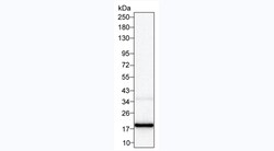 Invitrogen GM-CSF Monoclonal Antibody (KT35) 100 &mu;g; Unconjugated:Antibodies,