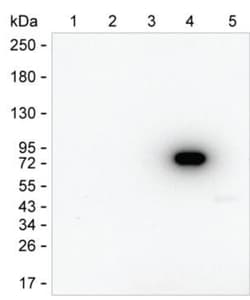 Invitrogen Human IgM Monoclonal Antibody (KT194) 100 &mu;g; Unconjugated:Antibodies,