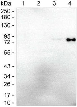 Invitrogen Human IgE Monoclonal Antibody (4C3) 100 &mu;L | Buy Online | Invitrogen&trade; | Fisher Scientific