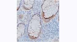 Invitrogen PIGR Monoclonal Antibody (7C1) 100 &mu;g; Unconjugated:Antibodies,