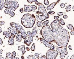 Invitrogen Phospho-eNOS (Ser1177) Recombinant Rabbit Monoclonal Antibody