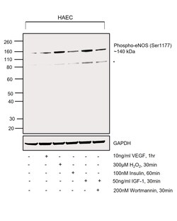Invitrogen Phospho-eNOS (Ser1177) Recombinant Rabbit Monoclonal Antibody