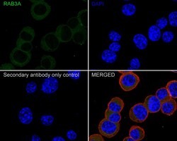 Invitrogen RAB3A Recombinant Rabbit Monoclonal Antibody (PSH01-08) 100