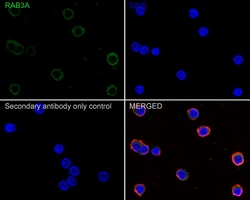 Invitrogen RAB3A Recombinant Rabbit Monoclonal Antibody (PSH01-08) 100