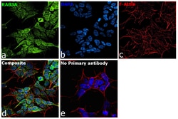 Invitrogen RAB3A Recombinant Rabbit Monoclonal Antibody (PSH01-08) 100