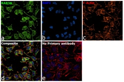 Invitrogen RAB3A Recombinant Rabbit Monoclonal Antibody (PSH01-08) 100