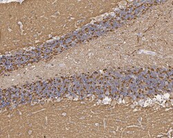 Invitrogen RAB3A Recombinant Rabbit Monoclonal Antibody (PSH01-08) 100