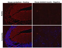 Invitrogen RAB3A Recombinant Rabbit Monoclonal Antibody (PSH01-08) 100