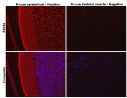Invitrogen RAB3A Recombinant Rabbit Monoclonal Antibody (PSH01-08) 100