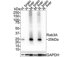 Invitrogen RAB3A Recombinant Rabbit Monoclonal Antibody (PSH01-08) 100