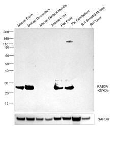 Invitrogen RAB3A Recombinant Rabbit Monoclonal Antibody (PSH01-08) 100