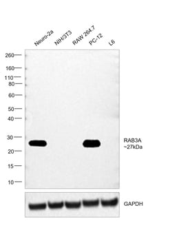 Invitrogen RAB3A Recombinant Rabbit Monoclonal Antibody (PSH01-08) 100