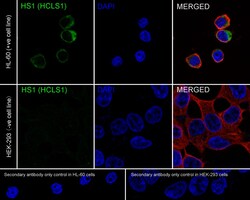 Invitrogen HCLS1 Recombinant Rabbit Monoclonal Antibody (PSH01-12) 100 &mu;L | Buy Online | Invitrogen&trade; | Fisher Scientific