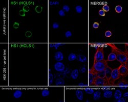 Invitrogen HCLS1 Recombinant Rabbit Monoclonal Antibody (PSH01-12) 100 &mu;L | Buy Online | Invitrogen&trade; | Fisher Scientific