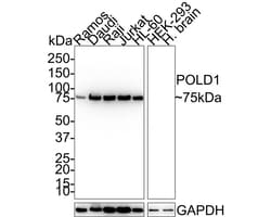 Invitrogen HCLS1 Recombinant Rabbit Monoclonal Antibody (PSH01-12) 100 &mu;L | Buy Online | Invitrogen&trade; | Fisher Scientific
