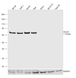 Invitrogen HCLS1 Recombinant Rabbit Monoclonal Antibody (PSH01-12) 100 &mu;L | Buy Online | Invitrogen&trade; | Fisher Scientific