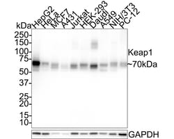 Invitrogen KEAP1 Recombinant Rabbit Monoclonal Antibody (PSH0-90) 100 &mu;L;