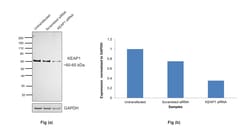 Invitrogen KEAP1 Recombinant Rabbit Monoclonal Antibody (PSH0-90) 100 &mu;L;
