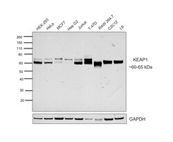Invitrogen KEAP1 Recombinant Rabbit Monoclonal Antibody (PSH0-90) 100 &mu;L;