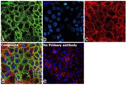 Invitrogen AHNAK Recombinant Rabbit Monoclonal Antibody (PSH01-10) 100