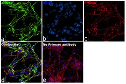 Invitrogen AHNAK Recombinant Rabbit Monoclonal Antibody (PSH01-10) 100
