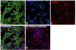 Invitrogen AHNAK Recombinant Rabbit Monoclonal Antibody (PSH01-10) 100
