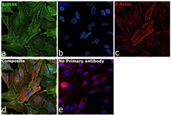 Invitrogen AHNAK Recombinant Rabbit Monoclonal Antibody (PSH01-10) 100