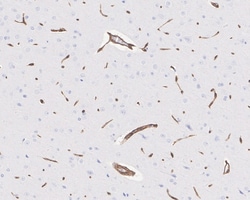 Invitrogen AHNAK Recombinant Rabbit Monoclonal Antibody (PSH01-10) 100