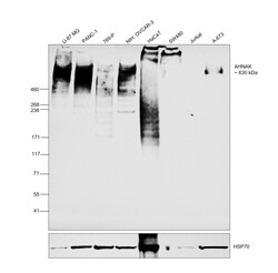 Invitrogen AHNAK Recombinant Rabbit Monoclonal Antibody (PSH01-10) 100