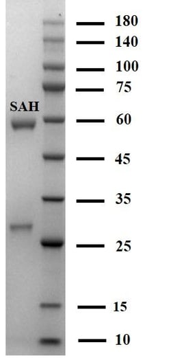 Invitrogen S-Adenosyl-Homocysteine Monoclonal Antibody (3B3) 200 &mu;g;