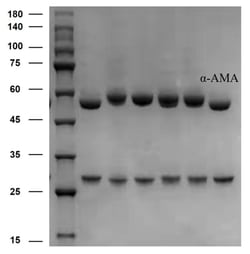 Invitrogen alpha-Amanitin Monoclonal Antibody (3B9) 200 &mu;g; Unconjugated:Antibodies,