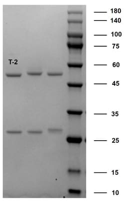 Invitrogen T-2 Mycotoxin Monoclonal Antibody (4A6) 200 &mu;g; Unconjugated:Antibodies,