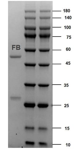 Invitrogen Fumonisin Monoclonal Antibody (2C7) 200 &mu;g; Unconjugated:Antibodies,