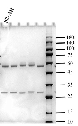 Invitrogen Beta-agonist Monoclonal Antibody (1E1) 200 &mu;g; Unconjugated:Antibodies,