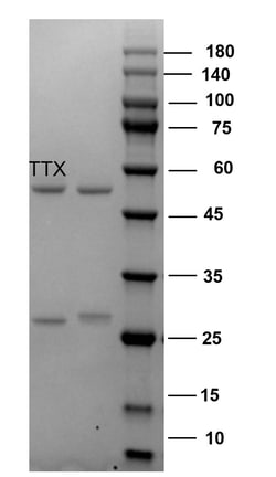 Invitrogen&trade;&nbsp;Tetrodotoxin Monoclonal Antibody (3A10)