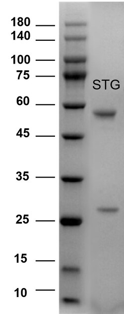 Invitrogen Sterigmatocystin Monoclonal Antibody (4D3) 200 &mu;g; Unconjugated:Antibodies,